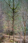 New Spring shoots