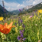 Alpine meadow with Orange lilies (Lilium bulbiferum)  and  blue/purple meadow clary (Salvia pratense)
