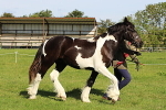 SIAL6174