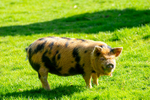 Kunekune Pig - DSC_5358