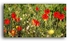 AA 3347 Poppies