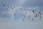 Lapwings