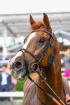 150723-Race 7-Roundhay Park-0799