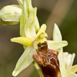 Tyrhennian Ophrys (Ophrys tyrrhena)