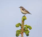 Whinchat - Saxicola rubetra