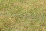 SBM_02275
