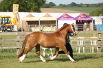 SBM_10445