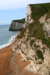 Dorset Flower  _DO034