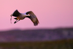 Sandhill Crane takes off at dawn, Bosque del Apache, New Mexico