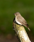 20110614-IMG_5818