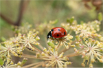 Seven spot Lady Bird (Coccinella septempunctata)