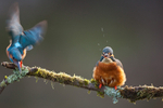 KINGFISHER NO. 21