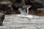 Kelp Gull flies past close, Chanaral Island, Chile