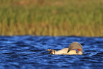 Red-throated Diver preening belly feathers, Floi, Iceland