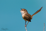 Red Wren Female 13
