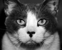 AnimalsCreatures 021