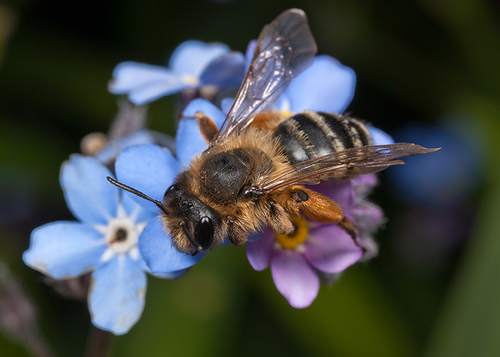 [i]Andrena flavipes[/i] female resting on a Forget-me-not flower. Cubbington Church, Warwickshire. April 20th 2012.