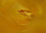 Delicacy