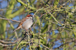 House Sparrow