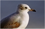 1st-yr Med Gull ( 2 )