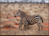 Young zebra feeding