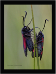 Burnet Moth