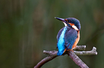 Kingfisher 2