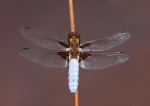 Broad Bodied Chaser