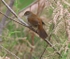Cetti's Warbler