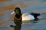 Scaup