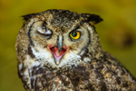 Great horned owl Bubo virginianus-7786