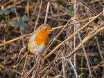 Robin