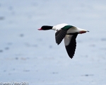 Shelduck portfolio