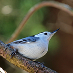 White-breasted Nuthatch