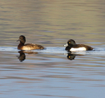 Tufted Ducks