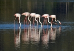 Greater Flamingos