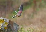Common Kestrel