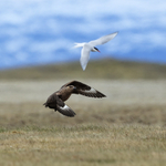Great Skua pursuing Arctic Tern, Jokulsarlon, Iceland