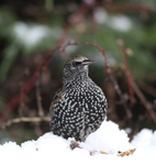 THE STARLING portfolio