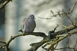 Collared Dove