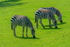 Zebras - DSC_9642