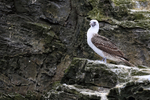 Side view of Peruvian Booby, Chanaral Island, Chile