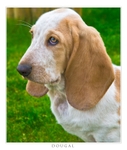 Dougal