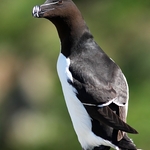 Razorbill