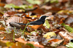 Deramakot wildlife reserve