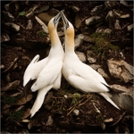 Posing Ganets