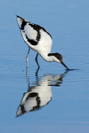 Avocet feeding in the lagoon at Brownsea Island
