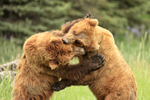 Brown Bears grapple and bite in play fight, Lake Clark NP, Alaska