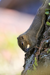 Plantain Squirrel feeding, Ubud, Bali