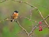 Stonechat